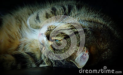 Cats sleep up to 16 hours a day, sometimes up and down and this one with one eye open Stock Photo