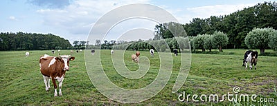 spotted cows in meadow and willows near leersum on utrechtse heuvelrug Stock Photo