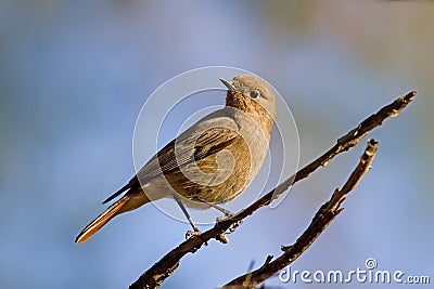 Black Redstart Stock Photo