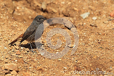 Black redstart Stock Photo