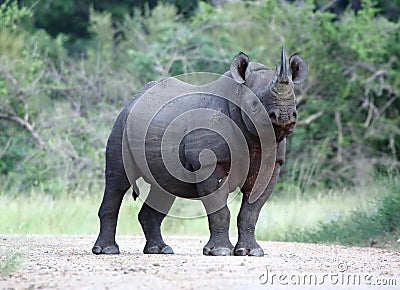 Black Rhino Stock Photo