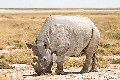 Black Rhino Stock Photo