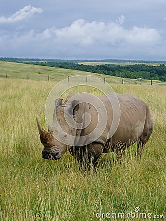 Black Rhino Stock Photo