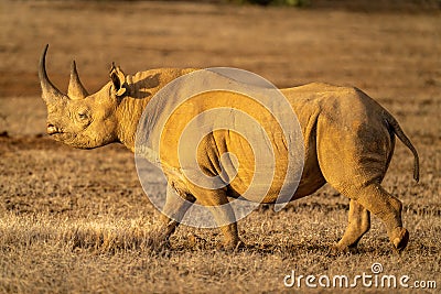 Black rhino crosses savannah in warm light Stock Photo