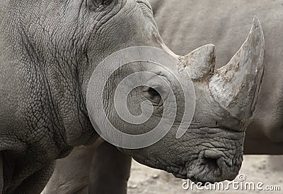 Black rhino (Diceros bicornis) head closeup Stock Photo