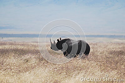 Black Rhino Stock Photo