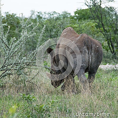 Black Rhino retreating, Namibia Stock Photo