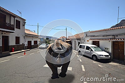 Black rhino running through the streets of a small town Stock Photo