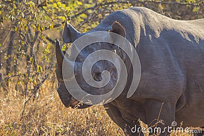 Black rhino in the wild 11 Stock Photo