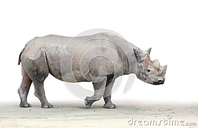 The Black Rhinoceros (Diceros bicornis). Stock Photo