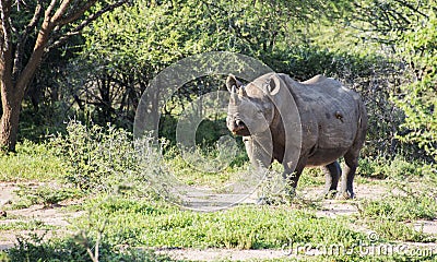 Black rhinoceros in kruger national park in south africa Stock Photo