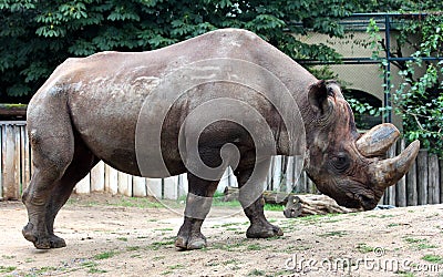 Black rhinoceros Stock Photo