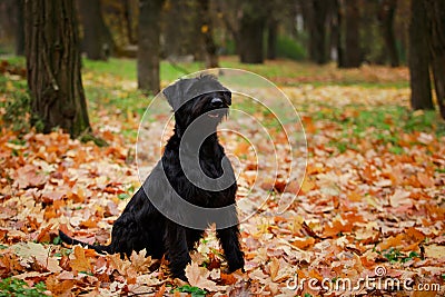 Black Riesenschnauzer sits on fallen yellow foliage in the autumn forest. Performs commands correctly and dexterously Stock Photo