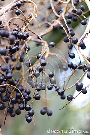 Black ripe berries Stock Photo