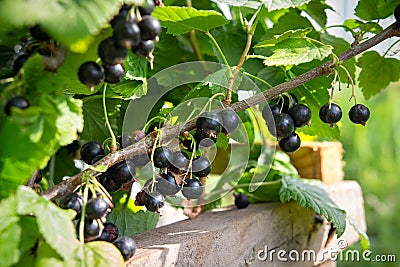 Black ripe berry of currant Stock Photo