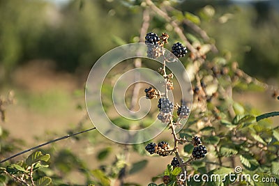 Black ripe, ripening, and unripe wild blackberries Stock Photo