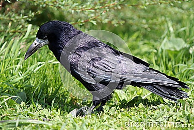 Black rook Stock Photo