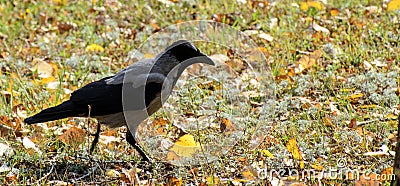 Black rook goes through the meadow. Stock Photo