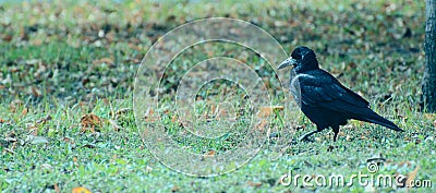 Black rook is importantly walking in a green meadow Stock Photo