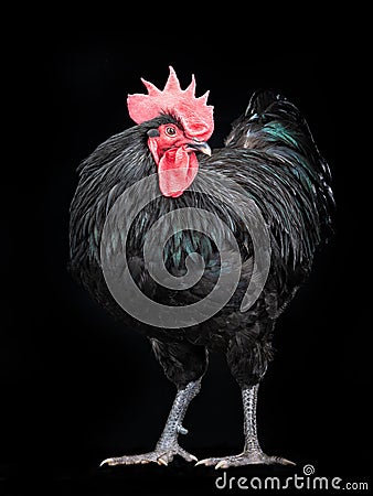 Black rooster australorp on a black background Stock Photo