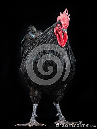 Black rooster australorp on a black background Stock Photo