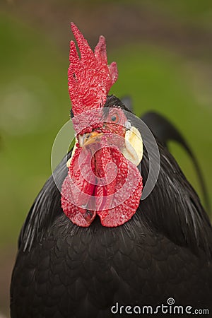 Black Rooster Stock Photo