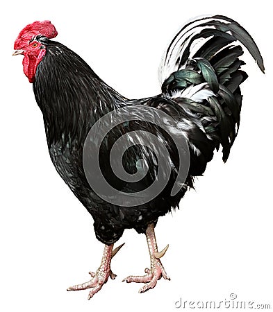 Black Rooster Isolated On a White background Stock Photo