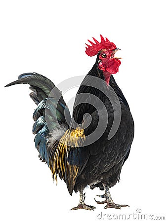 Black rooster - orange sings isolated Stock Photo