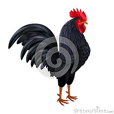 Black Rooster Realistic Side View Image Vector Illustration