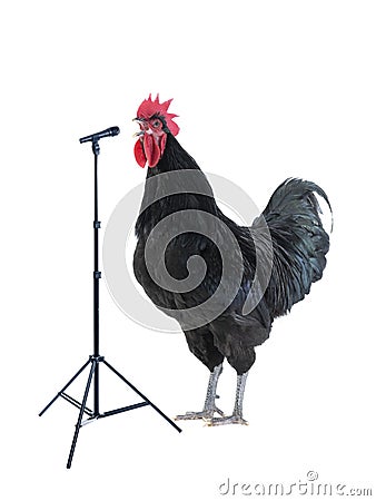 Black rooster sings on a white Stock Photo