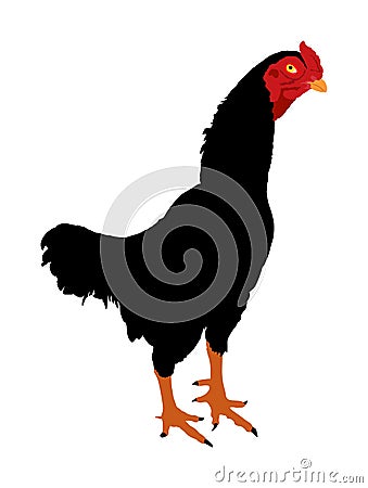 Black rooster vector illustration isolated on white background. Thai chicken. Farm chantry cock. Thailand fighter bird. Organic Vector Illustration