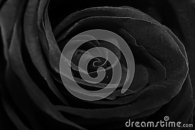 Black rose Stock Photo
