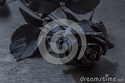 Black rose on a textured background Stock Photo