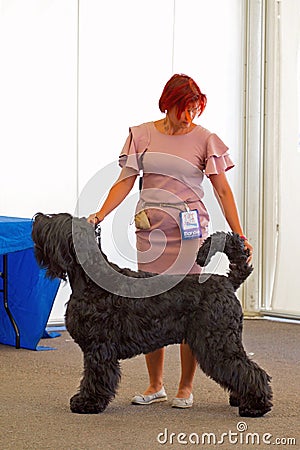 The Black Russian Terrier on dog show Editorial Stock Photo