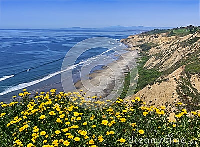 Black's Beach with flowers, San Diego Stock Photo