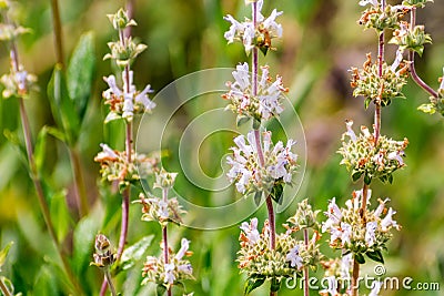 Black sage Salvia mellifera wildflowers Stock Photo