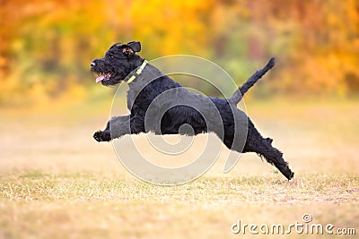 Black schnauzer run Stock Photo