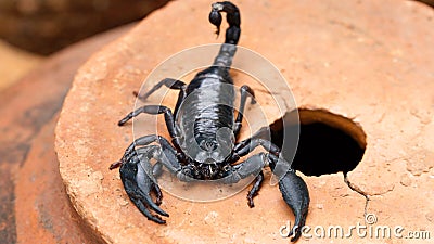 black scorpion macro photo, dreaded arachnid. horrific creature with a toxic stinger tail and two strong claws for protection. Stock Photo