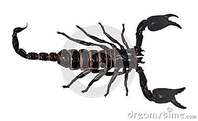 Black scorpion isolated on white background PANDINUS LONGIMANUS Stock Photo