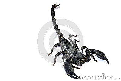 Black Scorpion isolated on white background. Stock Photo