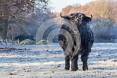Black scottish highlander cow in winter landscape Stock Photo