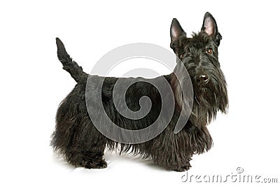 Scottish terrier Stock Photo
