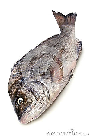 Black sea bream Stock Photo