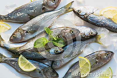 Black sea fresh bluefish on white. Fish pattern with space for text. View from above Stock Photo