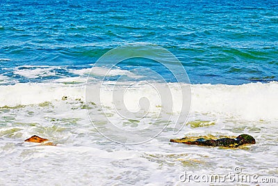 The Black Sea mussels and basil Stock Photo