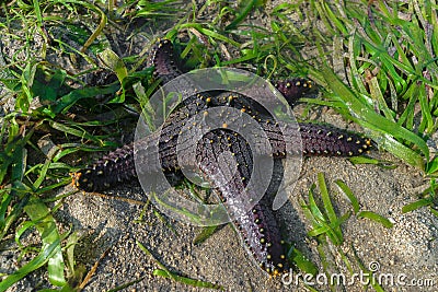 Black sea star with yellow dots lying in ocean water and surrounded by green seaweed Stock Photo