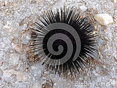 Black sea urchin, echinoderm, close up Stock Photo