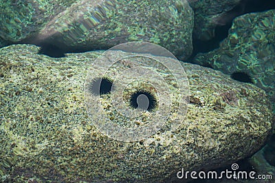 Black sea urchins Stock Photo
