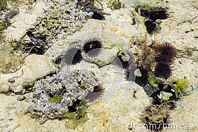 black sea urchins and corals Stock Photo