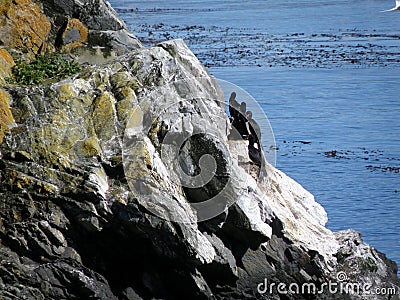 Black seagulls resting at rocks Stock Photo